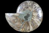 Agatized Ammonite Fossil (Half) - Madagascar #79727-1